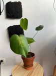 Sobna rastlina - Monstera deliciosa