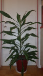 UGODN: zelena lončnica/roža/rastlina cca 120 cm