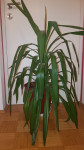 UGODN: zelena lončnica/roža/rastlina "Palma" cca 100 cm