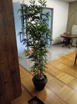umetna rastlina 180 cm
