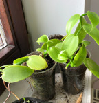 Vanilla planifolia - Vanilija - sadika