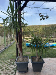 Yucca elephantipes - Palmova lilija - Sobna palma