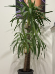 Yucca gigantea v koritu velikost 160cm