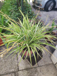 Zelenčica (Spider plant)