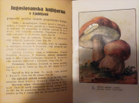 NAŠE GOBE, Ante Beg, 1923 - MIKOLOGIJA