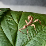 Avstralski, vietnamski, vražji paličnjaki, živi listi