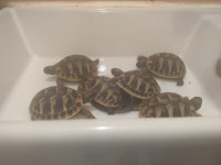 Kopenske grške želve - želva