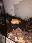 Pacman frog apricot albino