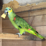 Papiga  Modročela amazonka