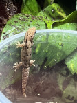 Žalujoči gekoni- mladički