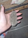 beloprsi afriški ježek