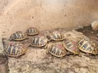 grška želva / mladički grške želve(Testudo hermanni) s CITES potrdilom