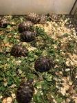 kopenska grška želva-MLADIČKI