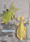 Živi list (Phyllium philippinicum), paličnjaki