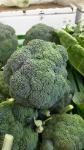 Brokoli, 1kg - Kmetija Kristan
