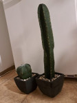 umetna kaktusa