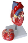 Anatomski model srca