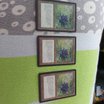Black Lotus blackbordan( Beta) proxy