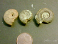 FOSILI - Amoniti, 3 razni - starost 65/160 milj.let - (msmk)