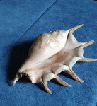 Morska školjka Lambis