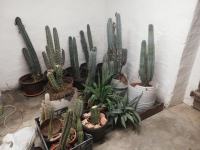 San Pedro kaktus 10cm do 100cm