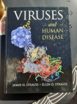 VIRUSES AND HUMAN DISEASE