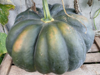 buče muškatne jedilne