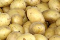 Jedilni krompir