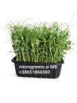 Mikrozelenjava, microgreens, sveže,zdravo,lokalno (MB),skozi celo leto