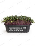 Mikrozelenjava, microgreens, sveže,zdravo,lokalno (MB),skozi celo leto