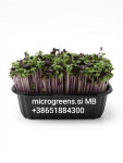Mikrozelenjava, microgreens, sveže,zdravo lokalno (MB) Skozi celo leto