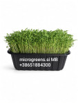 Mikrozelenjava,microgreens sveže,zdravo,lokalno(MB), skozi celo leto