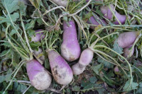 REPA, ekološko pridelana za prehrano, boi