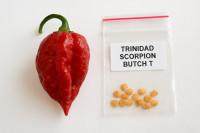 Semena čilija Trinidad Scorpion Butch T – ultra pekoč