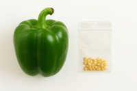 Semena paprike zelena babura – domača pridelava