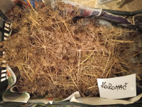 KOROMAČ BIO , POSUŠEN