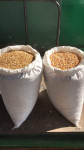 KORUZA JEČMEN 25KG