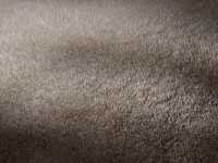 Prodam ječmen in tritikalo