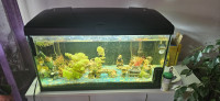 Akvarij v kompletu z ribicami