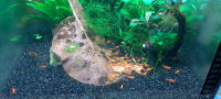 Neocaridina - akvarijske kozice