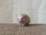 afriški beloprsi ježki