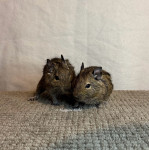 degu oz. čilska veverica