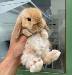 Hollandski Mini Lop pritlikavi kunci ovnači