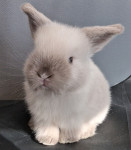 Mini lop kunci, pritlikavi zajčki