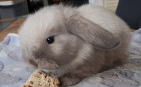 Mini lop kunci, pritlikavi zajčki