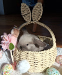 Mini lop kunci, pritlikavi zajčki, minilop