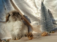 Mini lop