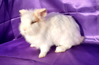 Mini lop, levjegrivi kunci (Dostava za celo slo)