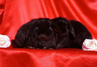 Mini lop