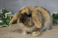 pritlikavi, hišni, mini, kunci, kunčki zajci, zajčki